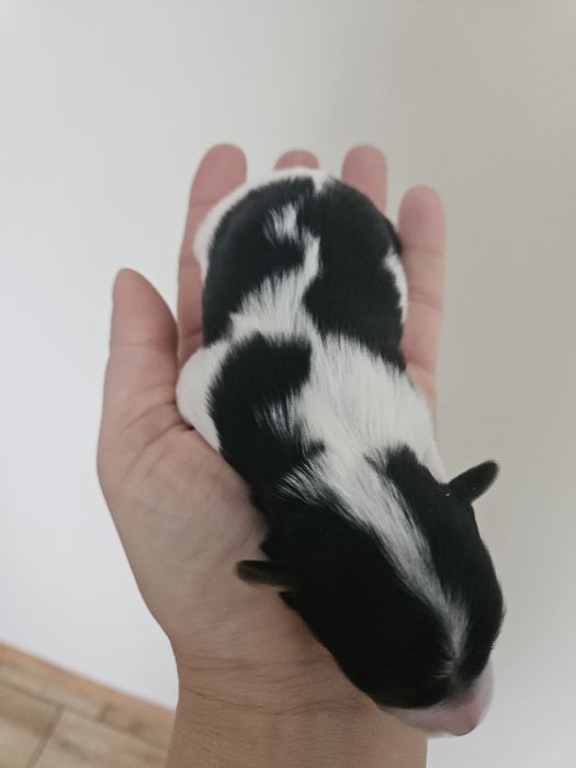 Biewer Yorkshire Terrier suczka