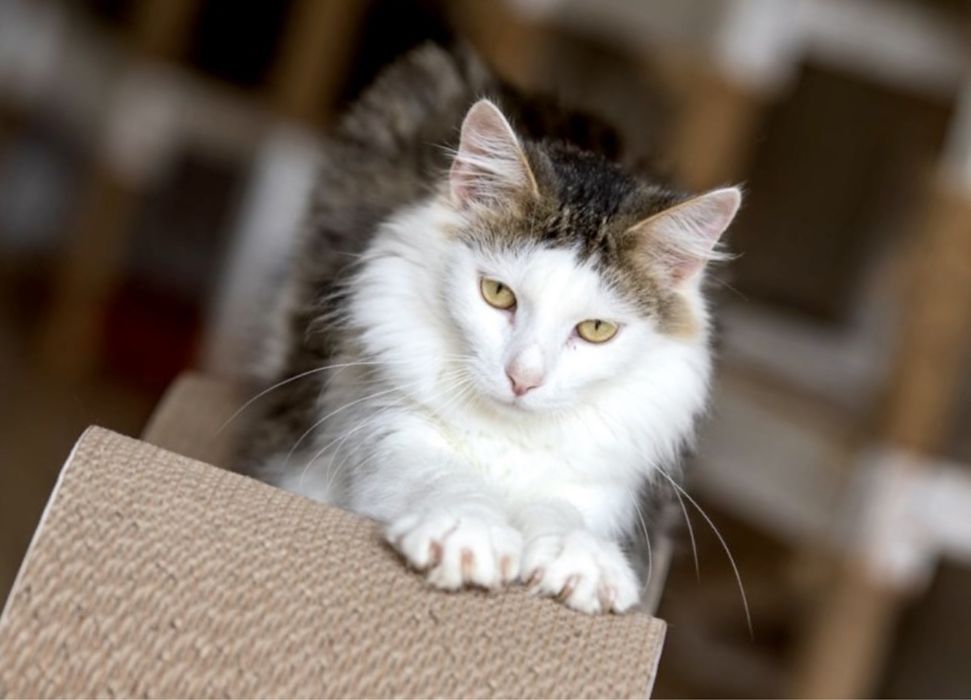 Макс котенок 1.5 года, красивый пушистый котик, чудесный кот