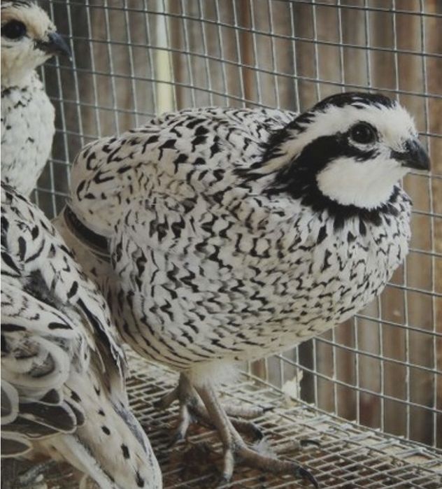 Ovos de codorniz
