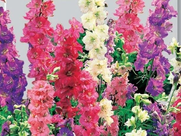 Ostróżka mix kolorów 5 sztuk