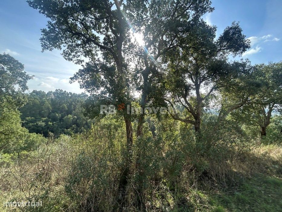 Terreno rústico com 6280m² - Pero Calvo, Tomar