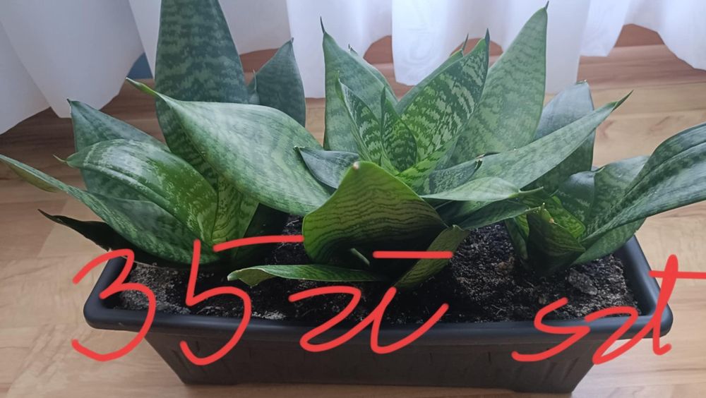 Sansewiera - kwiat doniczkowy