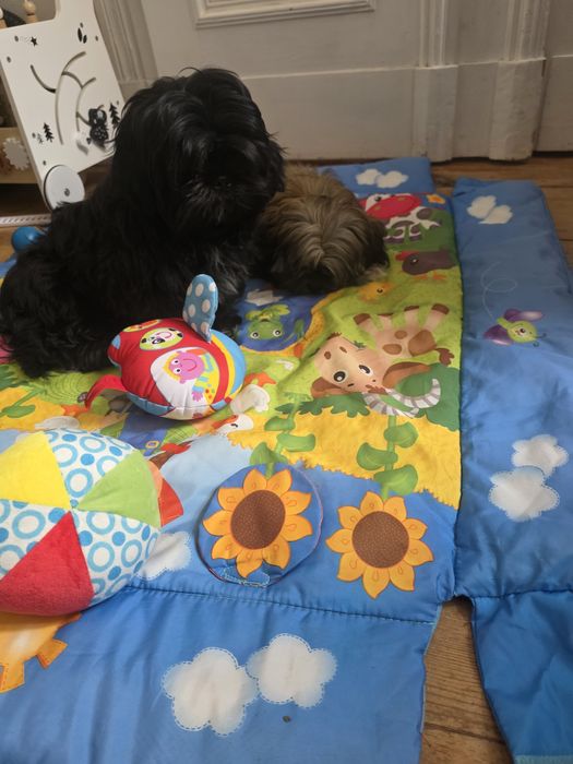 Shih tzu 4 miesieczny
