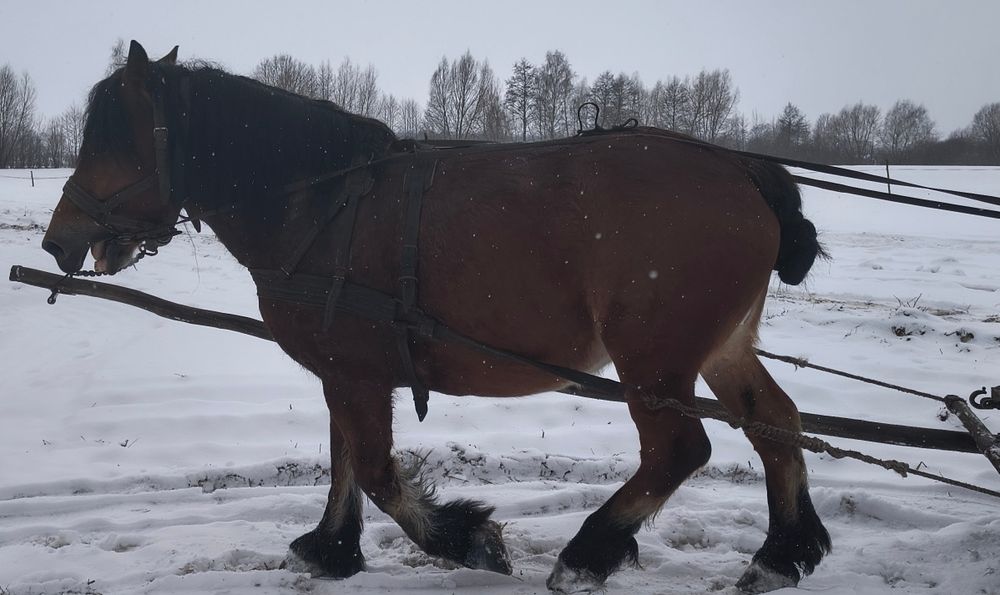 Sprzedam klacz zimnokrwistą