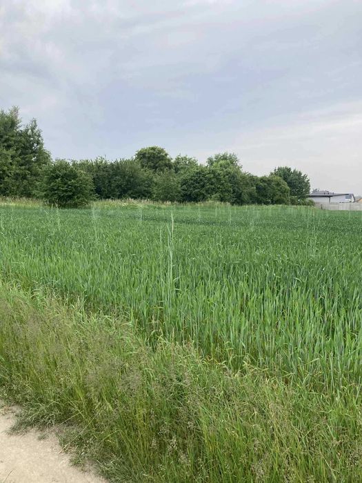 Emilianów Działka budowlana z domem i budynkiem gospodarczym 3800m2