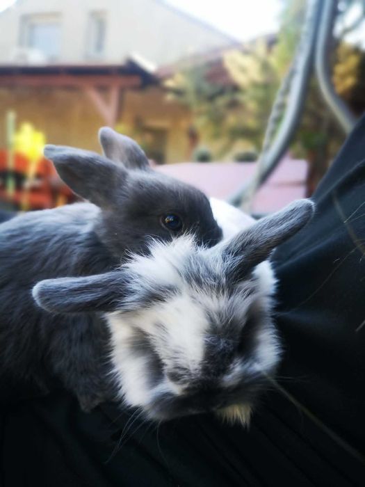 Mini Lop Królik Miniaturka baranek - jak pluszak
