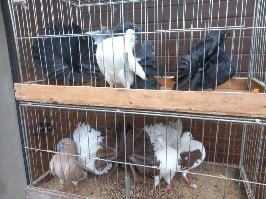 Pawiki różne kolory