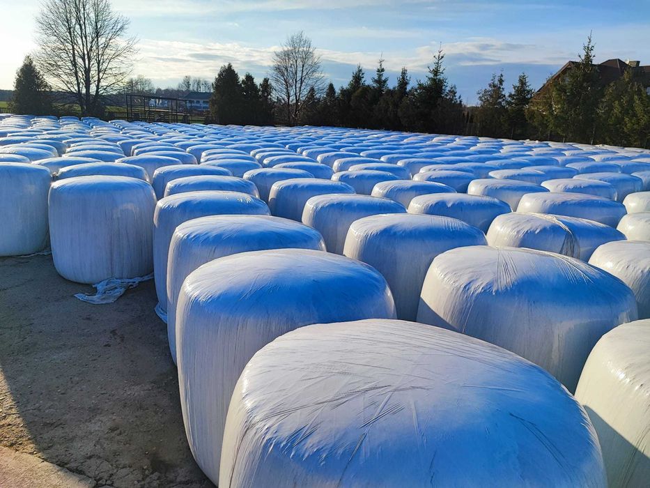 Kiszonka z kukurydzy i sianokiszonka z żyta w belach Możliwość dostawy