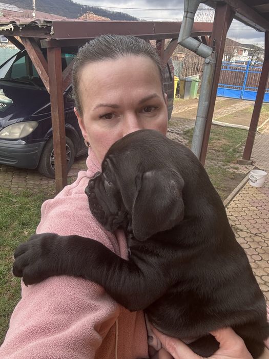 Цуценя кане корсо з родовідом КСУ