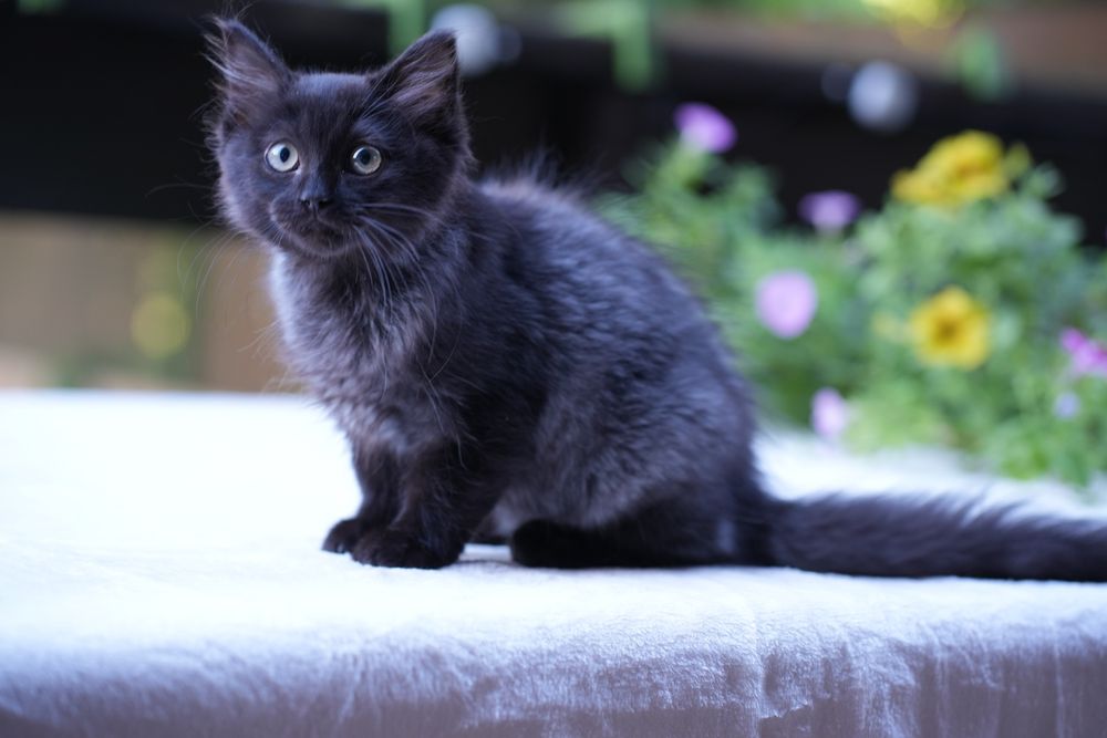 Kotka ragdoll/cherubim dymna Black solid