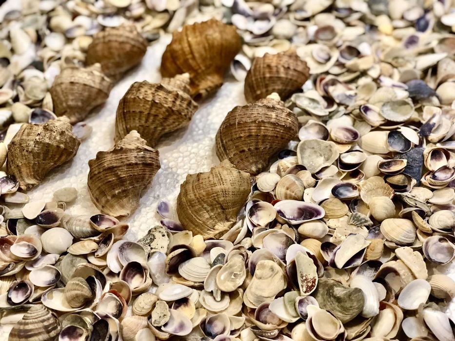 Мушлі і ракушки для акваріума та декору!