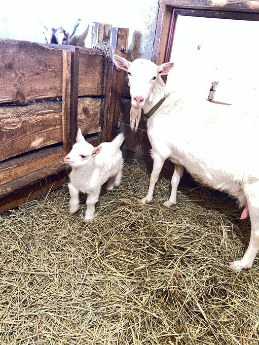 Козенятка від гарноі кози