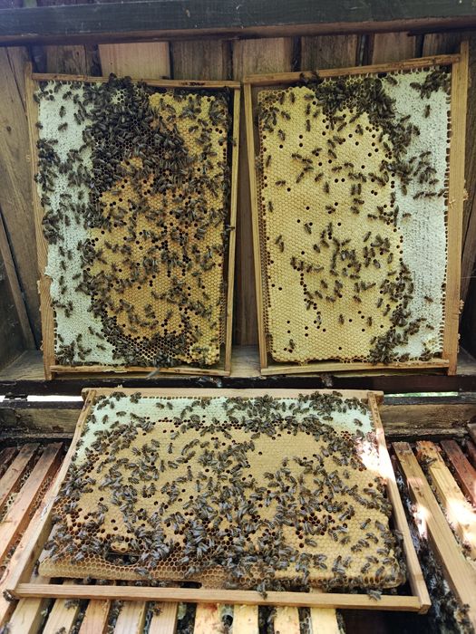 Продам бджолопакети карпатських бджіл.