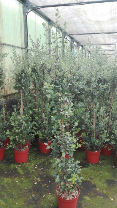 Metrosideros para sebes