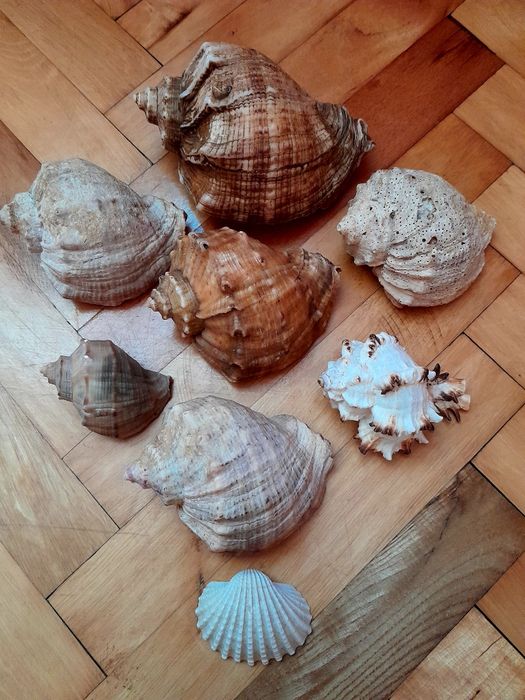 Ракушки мушлі...