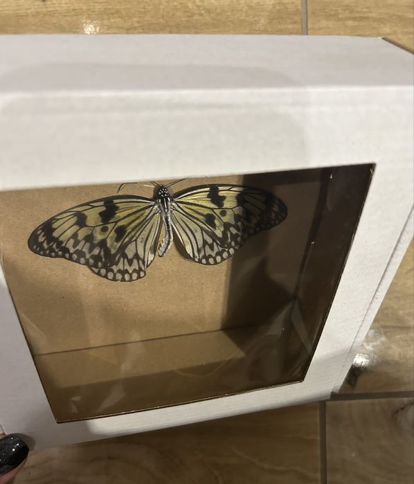 Motyl w gablocie