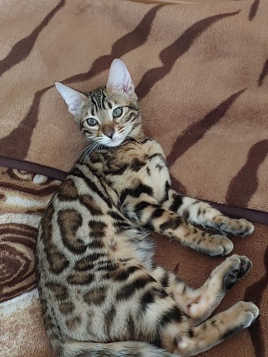 Бенгалка кошечка, кошеня