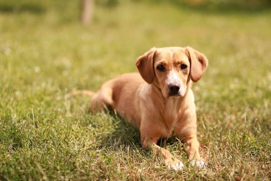 Miły, bursztynowy, absolutnie wyjątkowy - to Pixel!