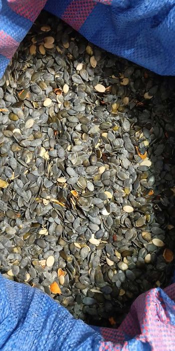 Pestka dyni bezlupinowa 15kg