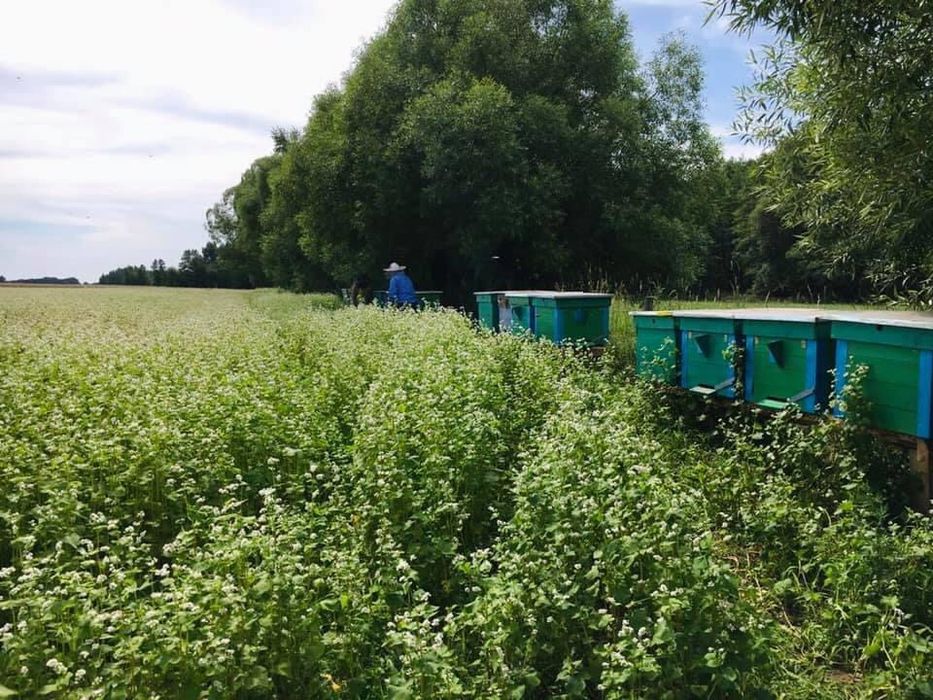 Miód z własnej pasieki