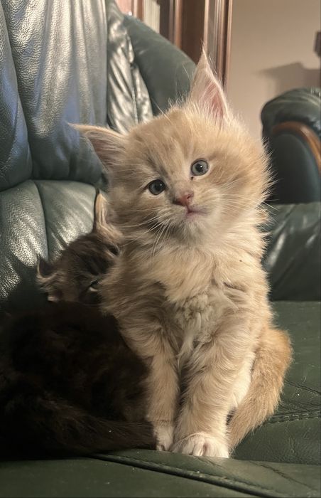 Kocurek rasy Maine coon