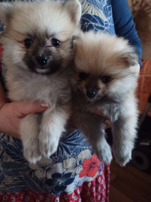 Хлопчик і дівчинка шпіцулі 7000гр.