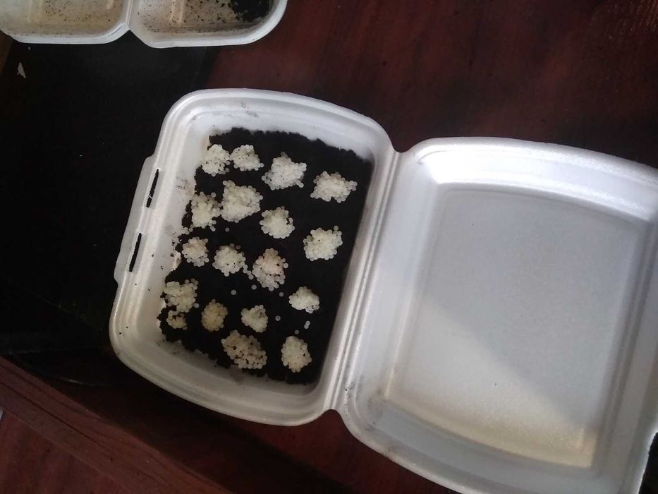 Маточне стадо равлика улитки Helix Aspersia Muller