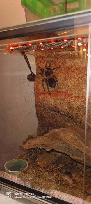 Ptasznik Lasiodora Parahybana Samiec