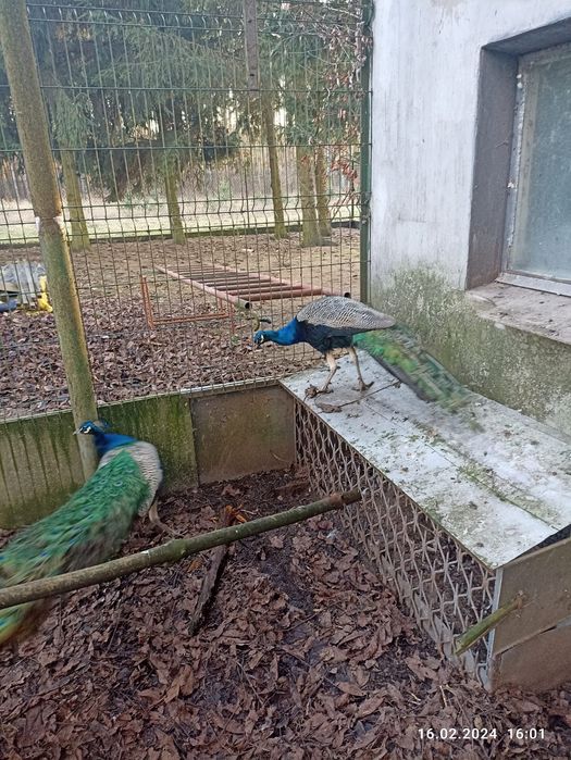 Sprzedam piękne pawie