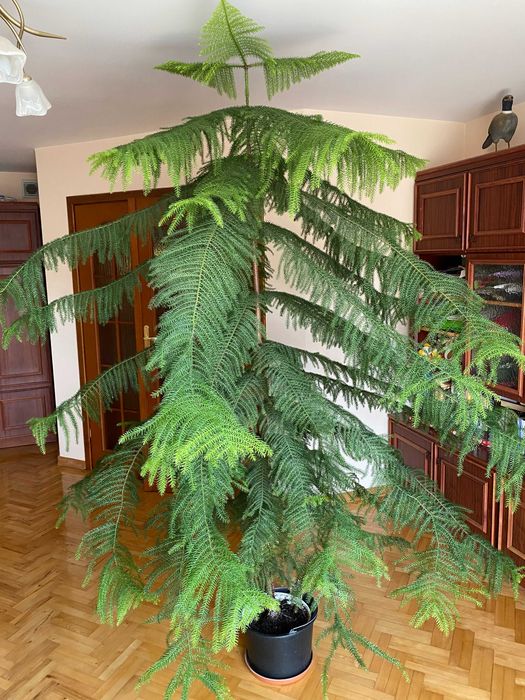 Kwiat Araukaria, oryginalne drzewo do ogrodu, do domu ZDROWE *OKAZJA*