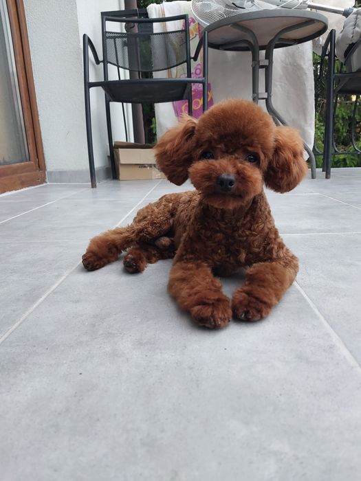 Cavapoo F1b suczka
