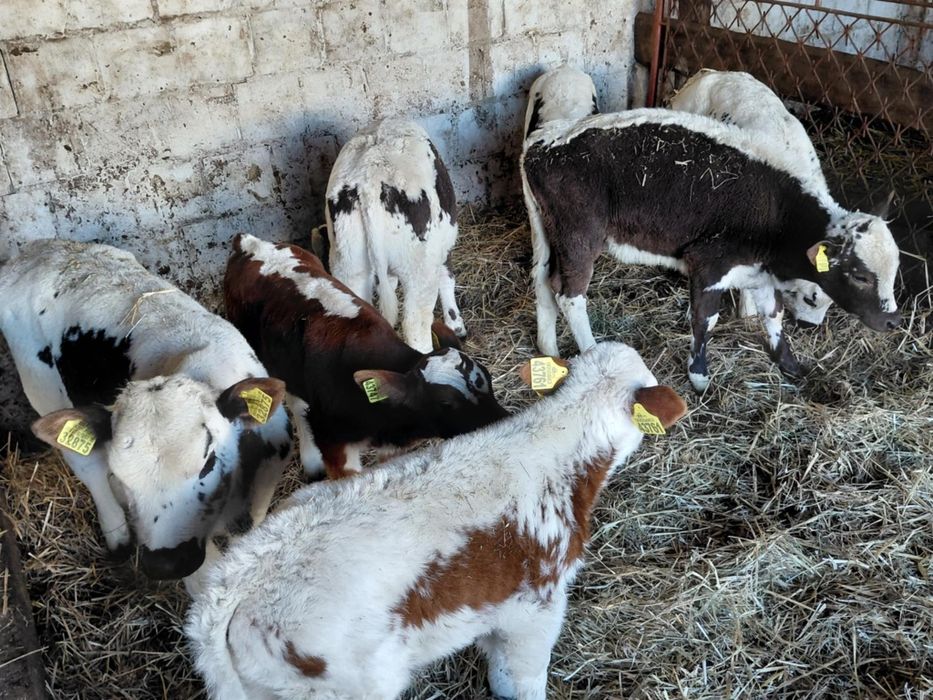 Sprzedam jałówki 100% białogrzbiet