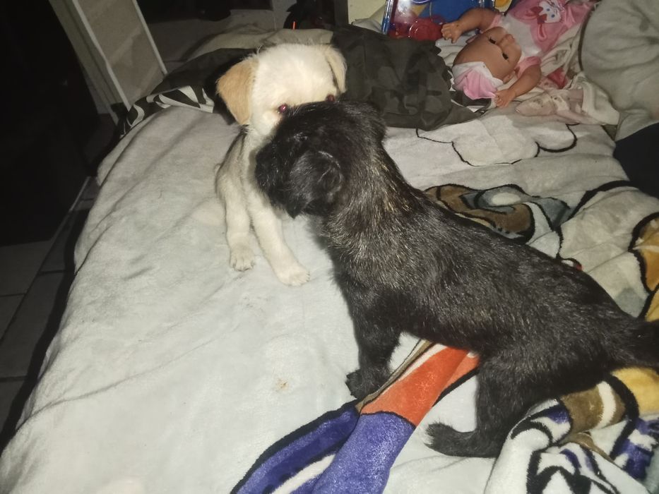 Cao bebê pequeno  macho