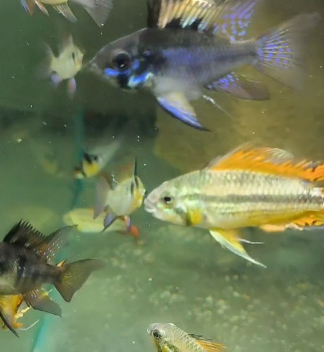 Аквариумные рыбки / /Севилья ( псевдоскат ) 
2см 100 грн