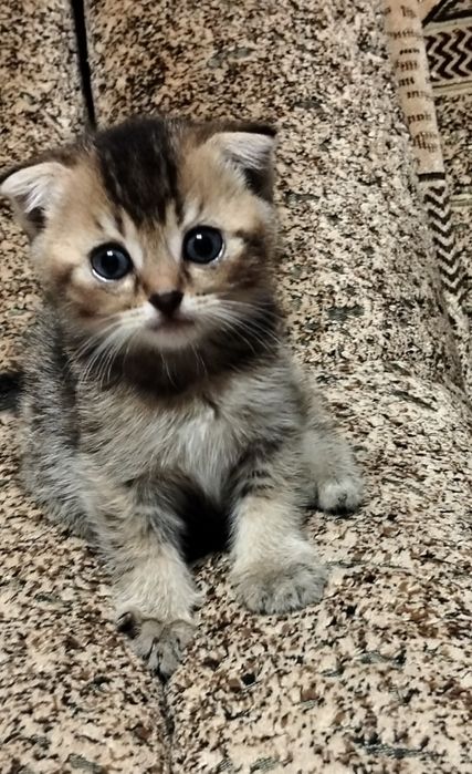Кошенята шотландської породи