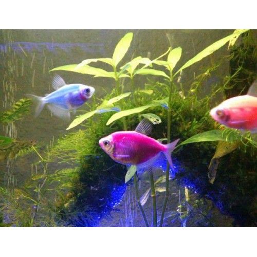 Тернеція LED всі кольори