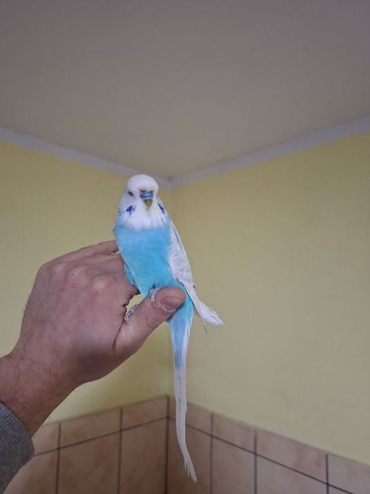 Papuga falista WPF samiec