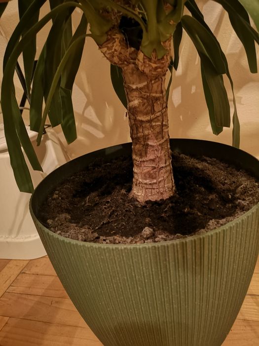 Roślina tropikalna - Yucca