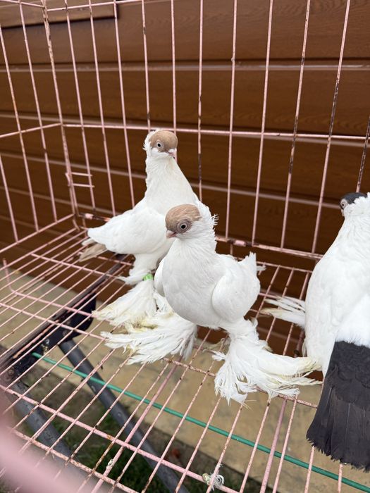 Sprzedam krymki bialostockie