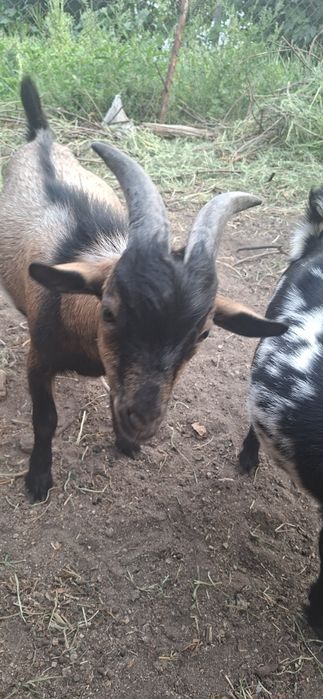 Cabrito Anão 7 meses