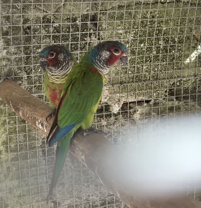 Casal Pyrrhuras EMMA