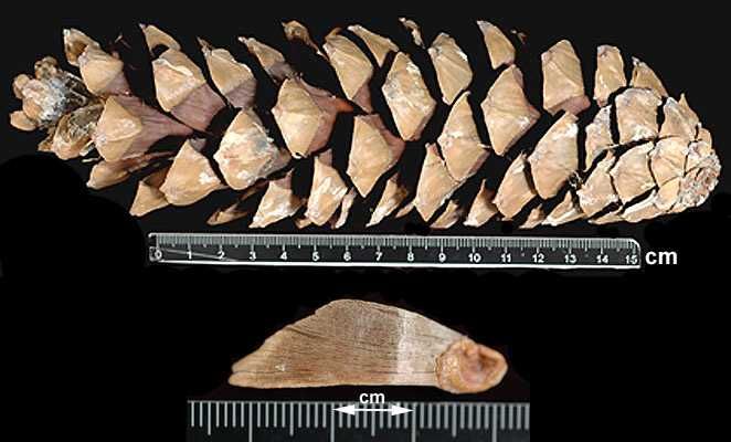 Насіння сосни гімалайської