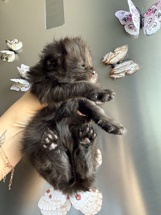 Хлопчик Велетень бронювання 2 тижні