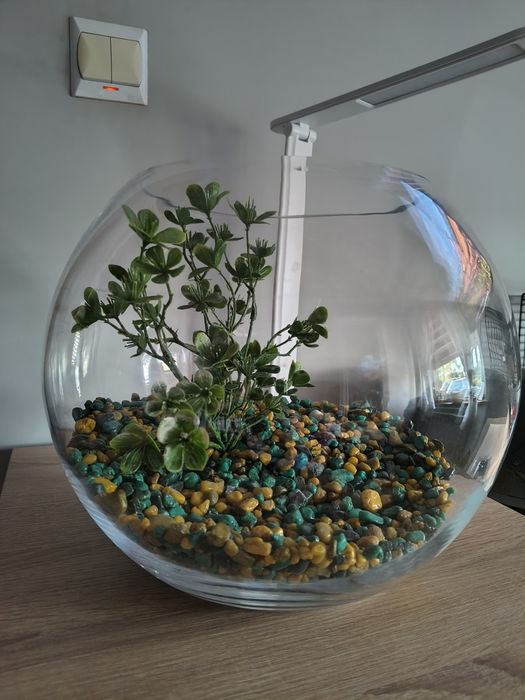 Kula akwarium na ryby