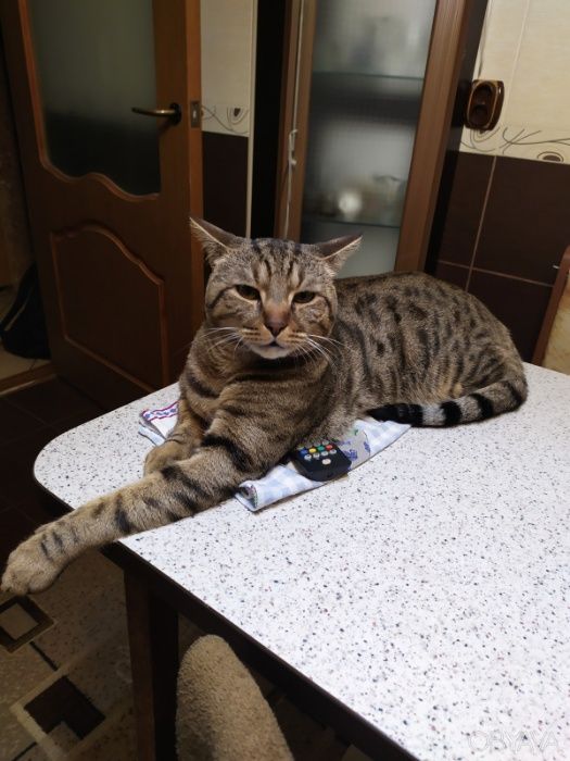 Вязка кот Британец Скоттиш Страйт