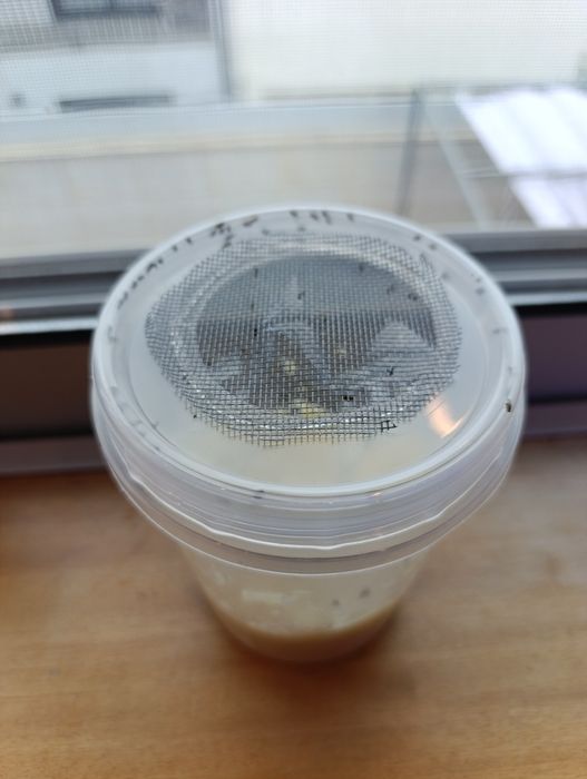 Colónias de Moscas da fruta de 1L
