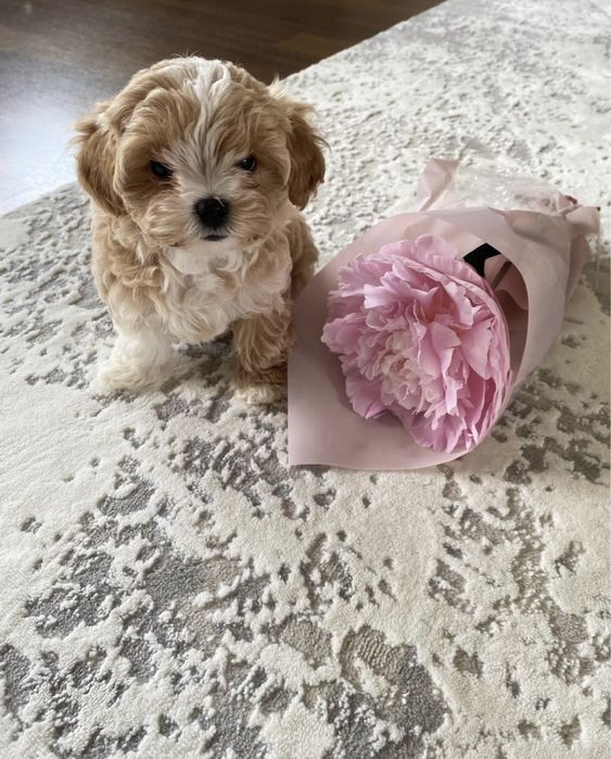 Мальтипу шикарні цуцики