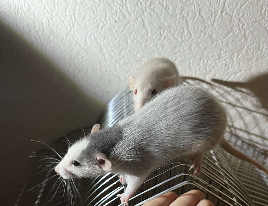 СРОЧНО! Декоративные крыски в хорошие руки