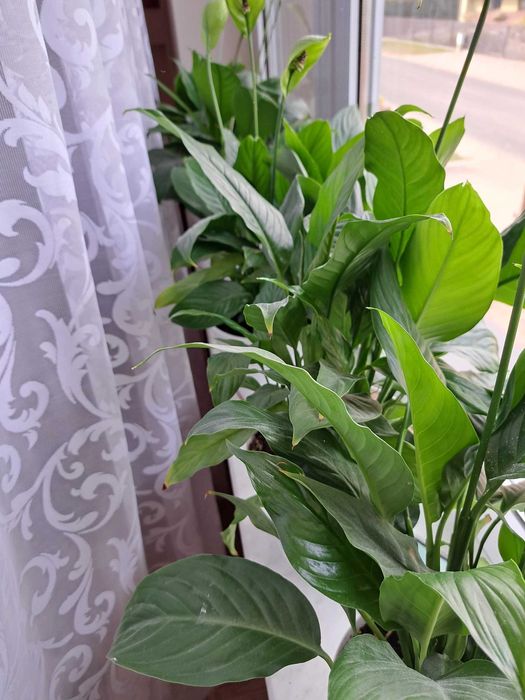 Skrzydłokwiat sadzonki, kwiatki, duże i małe - uprawa własna