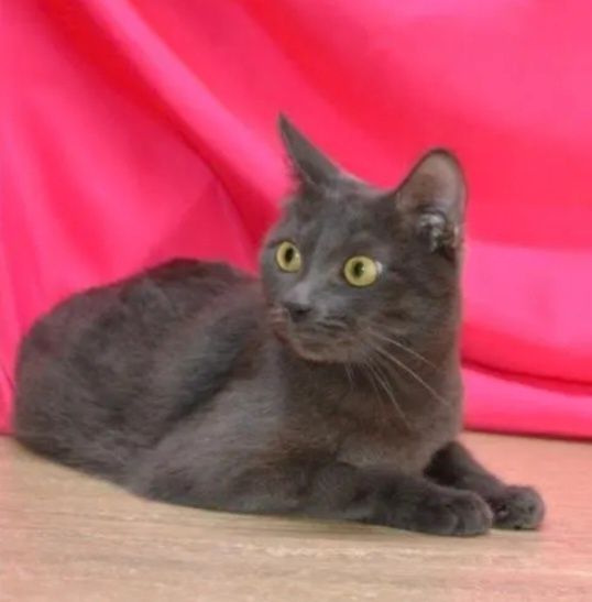 Отдам даром в добрые руки серую кошечку метис британской породы